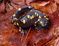 Légende de la photo : La Fondation forêt Boucher (FFB), avec la participation de scientifiques bénévoles, a récemment mené un vaste bioblitz dans la Forêt Boucher, lequel a permis de répertorier plus de 200 nouvelles espèces végétales et animales. Sur la photo, une salamandre maculée découverte pendant le bioblitz. Photo : Avec l'aimable autorisation de la Fondation de la forêt Boucher