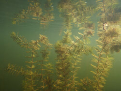 Légende de la photo : Le myriophylle à épis est une plante exotique envahissante préoccupante pour les plans d’eau du Québec. Ceux qui l’ont croisé savent qu’il est aussi difficile de s’en débarrasser que de prononcer son nom!  Photo : MELCC