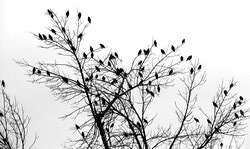 Photo: Carolle Bertrand