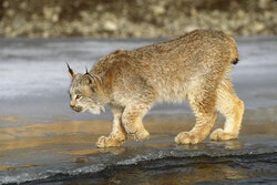 Lynx canadien dans son habitat naturel au Québec. (Courtoisie de Zoo Ecomuseum.) 