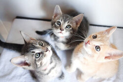 Photo : SPCA de l’Outaouais