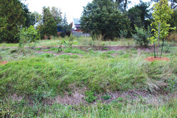 Le terrain sur le bord de la rue Glenholm à l’entrée du quartier Wychwood. Quelques citoyens ont porté plainte à propos de cet endroit, à Audrey Bureau, pour cas de délestage. Photo : Charles Fontaine