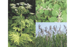 The Organisme de bassins versants des rivières Rouge, Petite Nation et Saumon (OBV RPNS) has launched a project in the Papineau region to combat three invasive exotic plants—giant hogweed, Japanese knotweed, and common reed—to protect local natural habitats. Photo: Courtesy of OBV RPNS