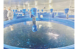 The salmon will be raised in pools like this Eastern Township trout farm operation. Photo: Lily Ryan