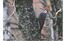 Gatineau has secured top Bird-Friendly City status from Nature Canada and, in the same year, residents voted the Pileated Woodpecker as the city’s new emblem bird, reinforcing Gatineau’s growing identity as a community committed to protecting its natural heritage. Photo: Jean-Marc Emery