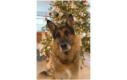 Photo: Dogs of Aylmer