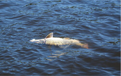 Dead fish in the Ottawa River during the 2019 fishkill incident that occurred at the same time as a chemical spill in the area. Despite the timelines overlapping, no official cause has been confirmed. Photo: Courtesy of Ottawa Riverkeeper