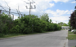 The line of trees on Avenue des Calèches before the cut. Credit: Bill Bebawy
