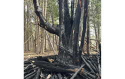 Gatineau police are investigating after fires were set deliberately at multiple locations in Boucher Forest on May 3, causing considerable damage to the protected natural space. Photo: Courtesy of the Fondation forêt Boucher Facebook page