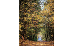 Fall colours at Boucher Forest Park. Photo: Boucher Forest Foundation