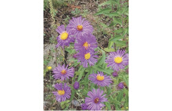 Photo : Aster of New England. Photo : Courtesy