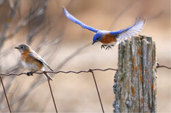 Conservation efforts are aiding bird population recoveries, but many species in the Outaouais still face threats, prompting local action from the Club des ornithologues de l'Outaouais. Photo: Courtesy of the COO
