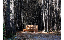Inside the Boucher Forest. Photo: Courtesy