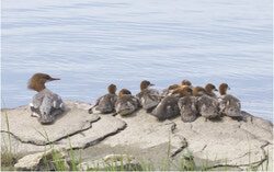 The common merganser. Photo: Andrée Anne Campeau