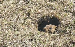 As wildlife activity, including animals like deer, moose, and even marmots, increases during the fall in Outaouais, authorities urge drivers to stay vigilant on high-risk roads to prevent collisions. Photo: Courtesy of Transports Quebec