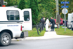 La police de Gatineau et le Service de contrôle animalier de Gatineau ont saisi 26 chats dans une résidence du Vieux-Aylmer le 27 août.
Photo: LRC