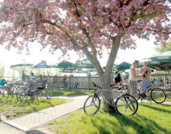 Des premières fleurs printannières aux frisquets vents d’automne, la Marina d’Aylmer  ainsi que son Resto-Bar sont des incontournables à Gatineau.
Photo: Lily Ryan