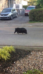 Un cochon a été vu errant sur la rue Denise-Friend le 26 mai, suscitant beaucoup d’intérêt et de confusion sur les médias sociaux. 
Photo: Courtoisie